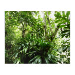 Dominican Rain Forest I Tropical Green Nature Acrylic Print