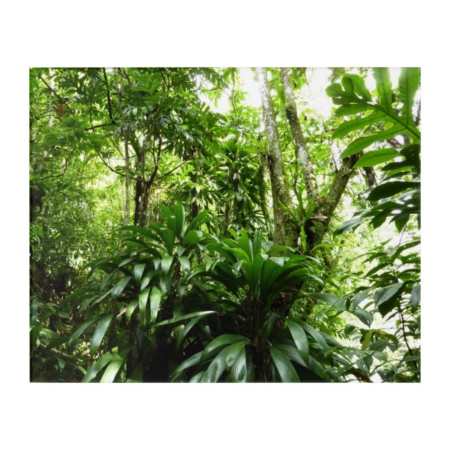 Dominican Rain Forest I Tropical Green Nature Acrylic Print (Front)