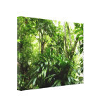 Dominican Rain Forest I Tropical Green Nature Canvas Print