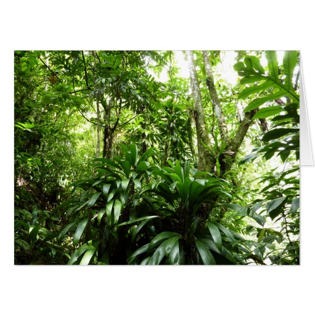 Dominican Rain Forest I Tropical Green Nature Card (Front Horizontal)