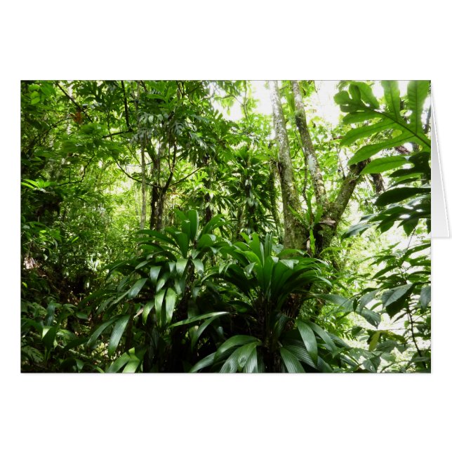 Dominican Rain Forest I Tropical Green Nature Cards (Front Horizontal)
