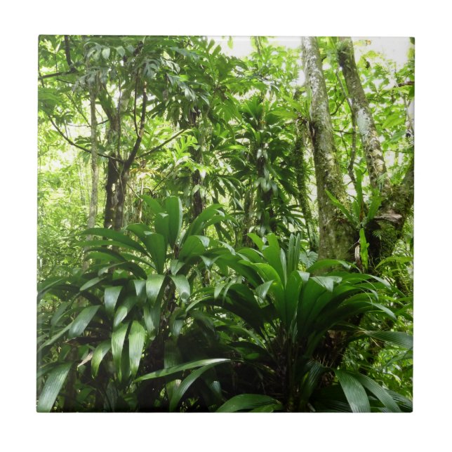 Dominican Rain Forest I Tropical Green Nature Ceramic Tile (Front)