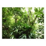 Dominican Rain Forest I Tropical Green Nature Photo Print