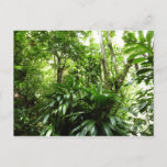 Dominican Rain Forest I Tropical Green Nature Postcard