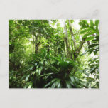 Dominican Rain Forest I Tropical Green Nature Postcard