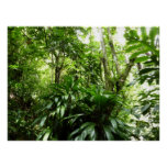 Dominican Rain Forest I Tropical Green Nature Poster
