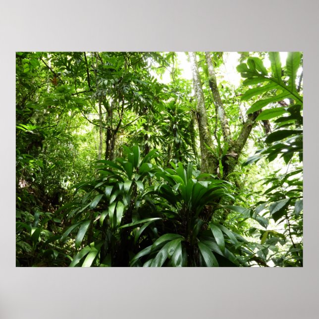 Dominican Rain Forest I Tropical Green Nature Poster (Front)
