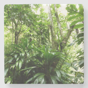 Dominican Rain Forest I Tropical Green Nature Stone Coaster
