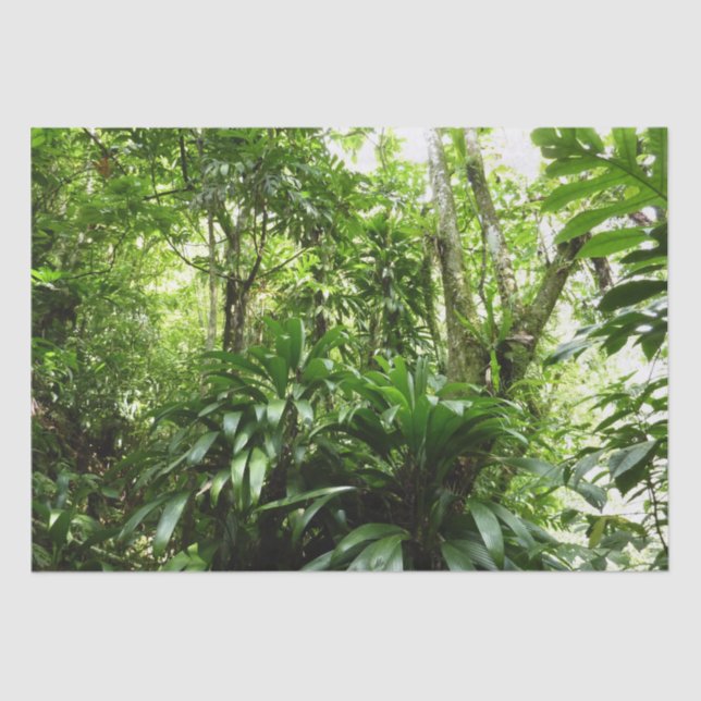Dominican Rain Forest I Tropical Green Nature Tissue Paper (Front)