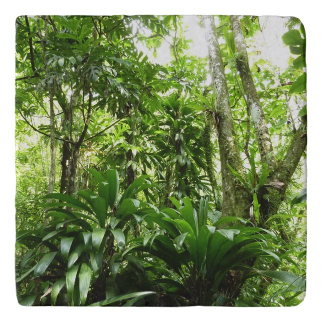 Dominican Rain Forest I Tropical Green Nature Trivet (Front)