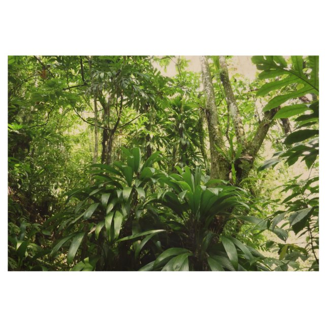 Dominican Rain Forest I Tropical Green Nature Wood Poster (Front)