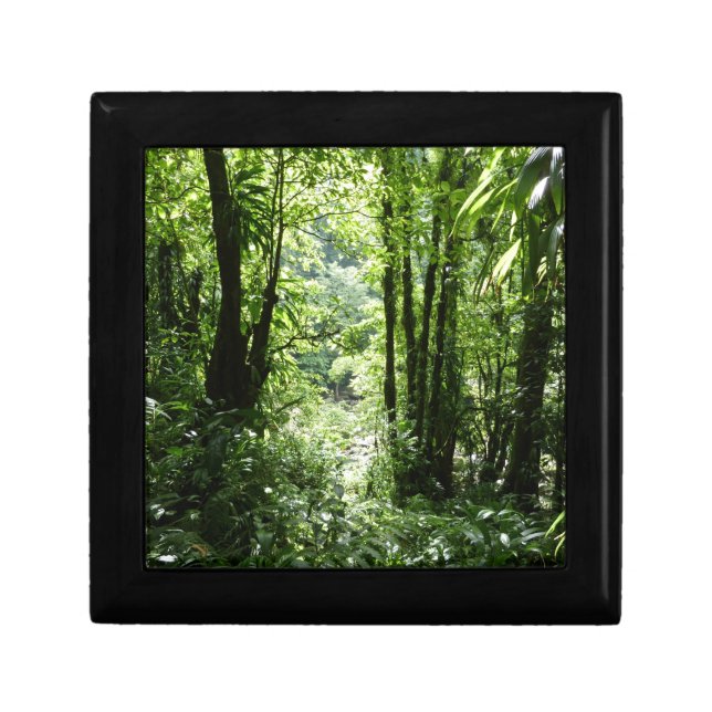 Dominican Rain Forest II Tropical Green Gift Box (Front)