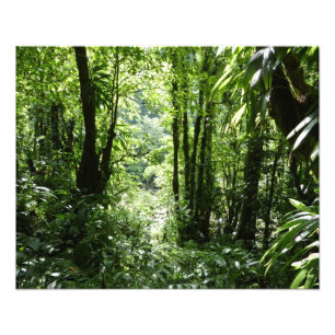 Dominican Rain Forest II Tropical Green Photo Print