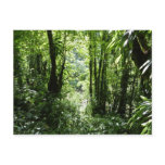 Dominican Rain Forest II Tropical Green Postcard
