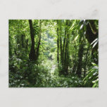 Dominican Rain Forest II Tropical Green Postcard