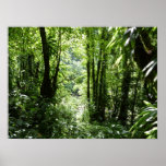 Dominican Rain Forest II Tropical Green Poster