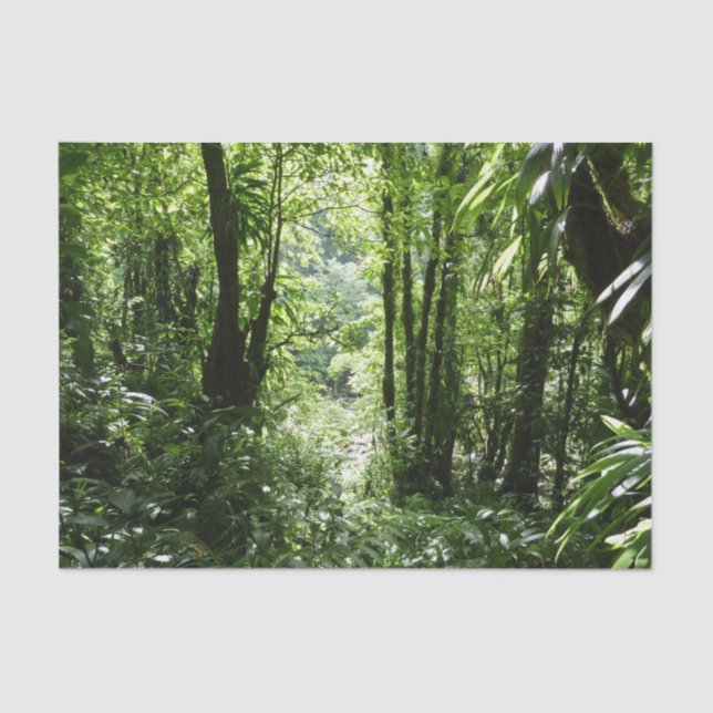 Dominican Rain Forest II Tropical Green Tissue Paper (Front)