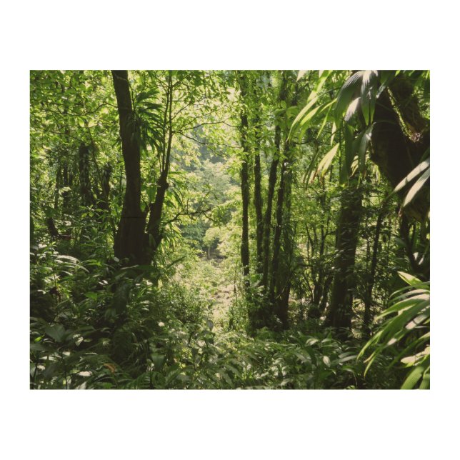 Dominican Rain Forest II Tropical Green Wood Wall Art (Front)