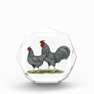 Dominique Chickens Award