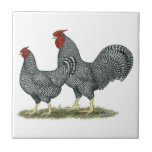 Dominique Chickens Tile