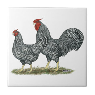Dominique Chickens Tile