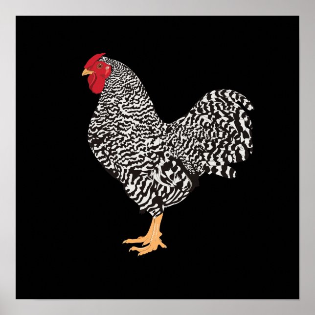 Dominique Rooster Poster (Front)
