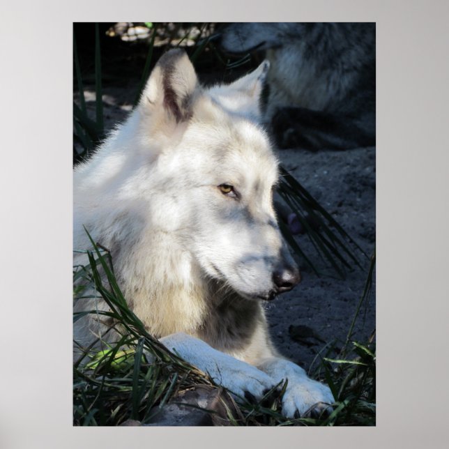 Don Juan Wolf Poster (Front)