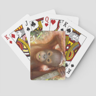 Donald Orangutan at Borneo Care Center Playing Car Poker Cards