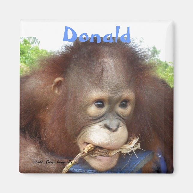 Donald Orangutan Orphan Borneo OFI Magnet (Front)