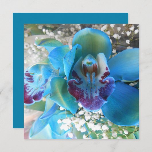 Donella (Front/Back)