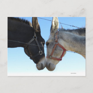 Donk In Around Postcard