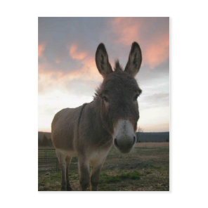 Donkey Art Postcard