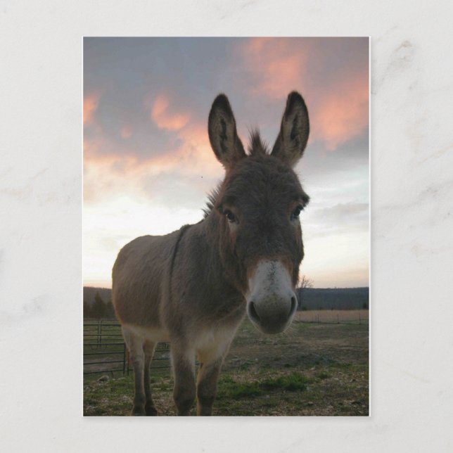 Donkey Art Postcard (Front)