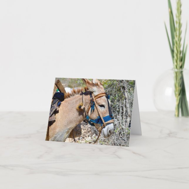 Donkey Baie d'Orange Haiti blank note card (Front)