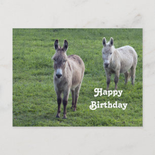 Donkey Brown Tan Animal Photo Birthday Postcard