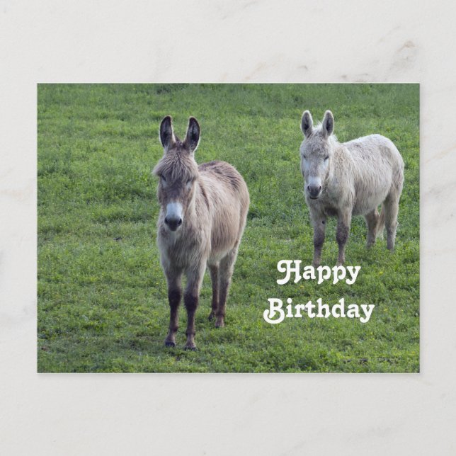 Donkey Brown Tan Animal Photo Birthday Postcard (Front)