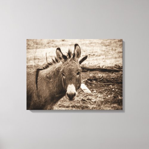 Donkey Canvas Print