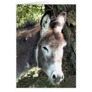 DONKEY card