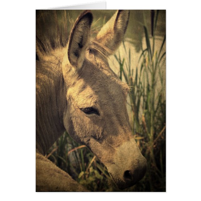 Donkey Cards (Front)