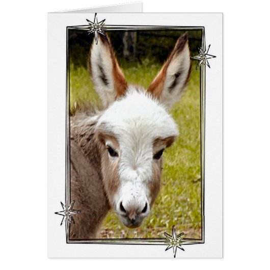 Donkey Cards (Front)