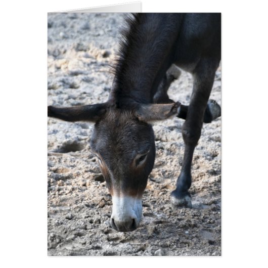 Donkey Cards (Front)