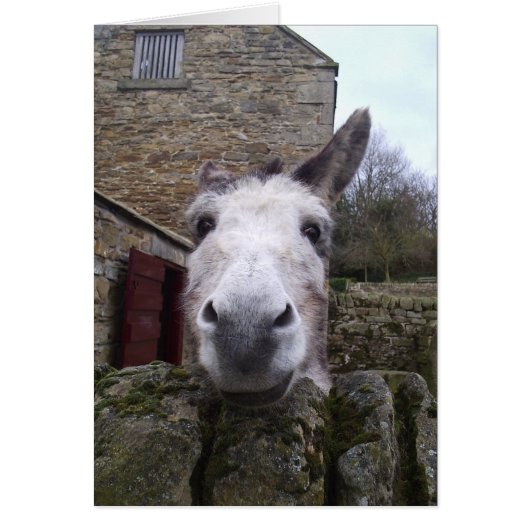 Donkey Cards (Front)