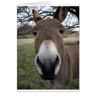 DONKEY CARDS