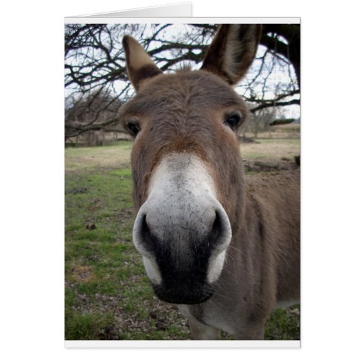 DONKEY CARDS (Front)