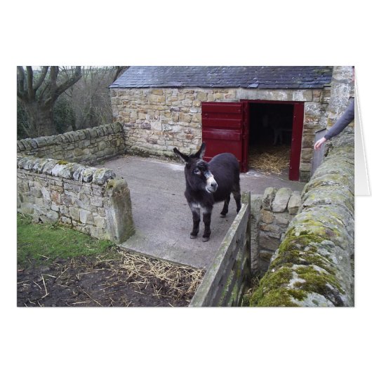 Donkey Cards (Front Horizontal)