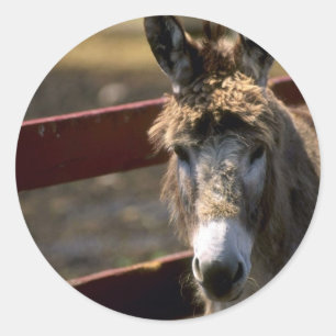 Donkey Classic Round Sticker