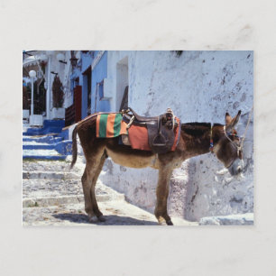 Donkey, Fira Santorini, Greece Postcard