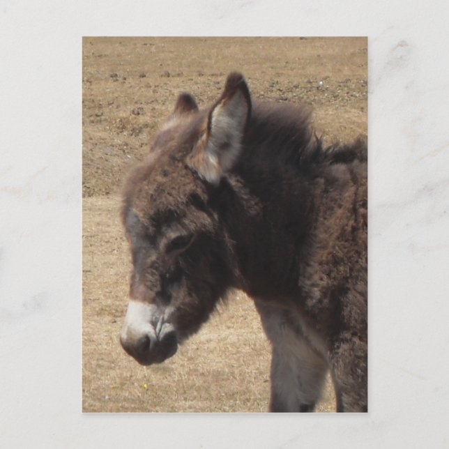 Donkey Foal Photo Postcard (Front)