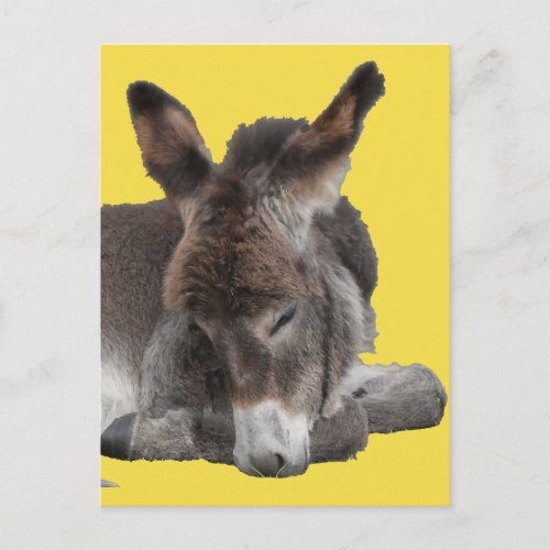 Donkey Foal Postcard