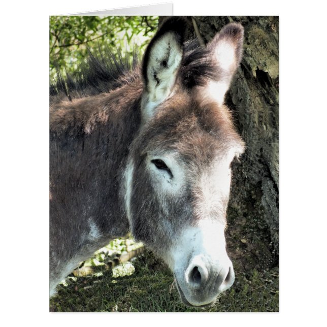 DONKEY GREETING CARD (Front)